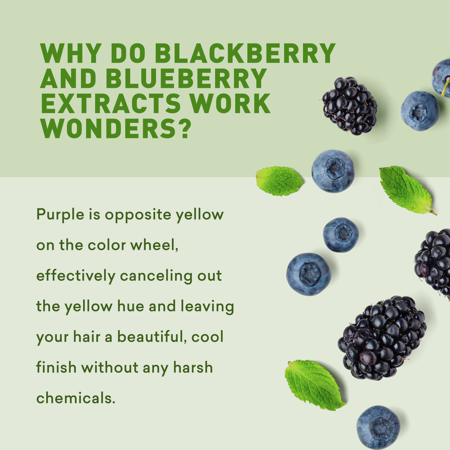 Blackberries and blueberries with green leaves on a light green background, text explaining their properties.
