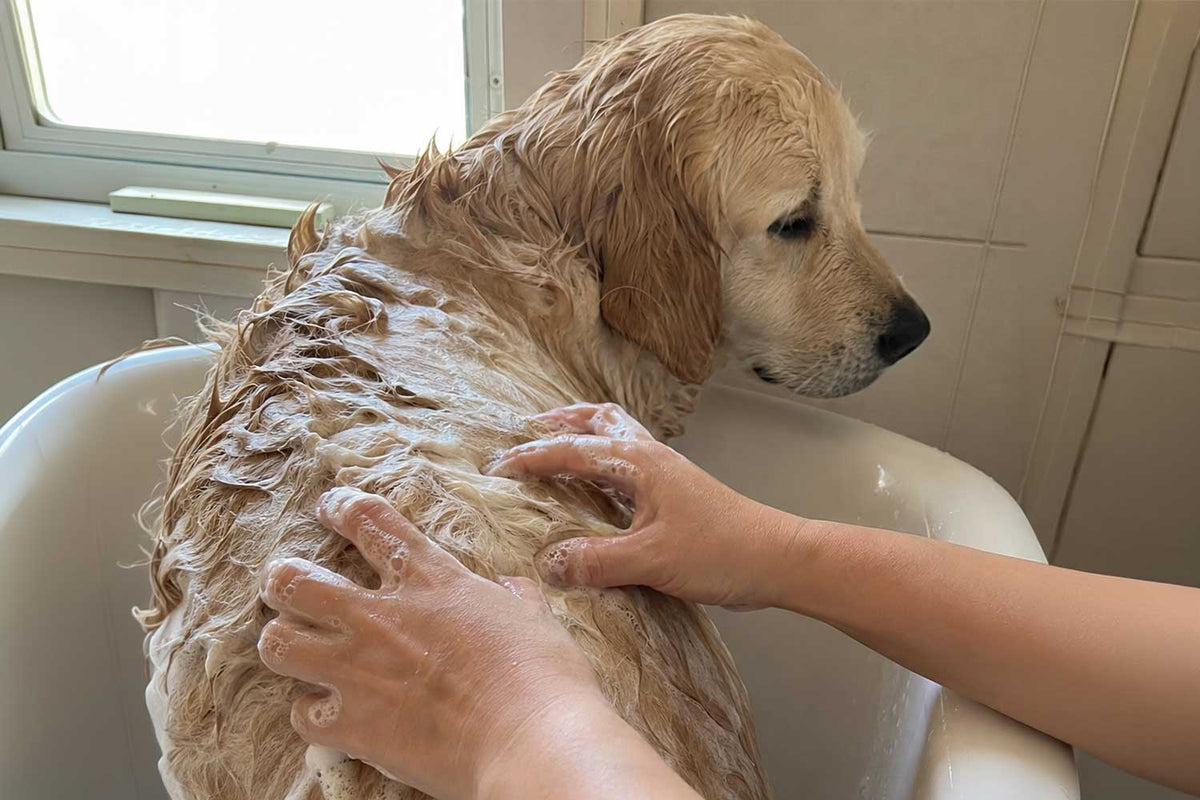 Golden retriever being bathed with Just Nutritive oatmeal dog shampoo to soothe itchy skin