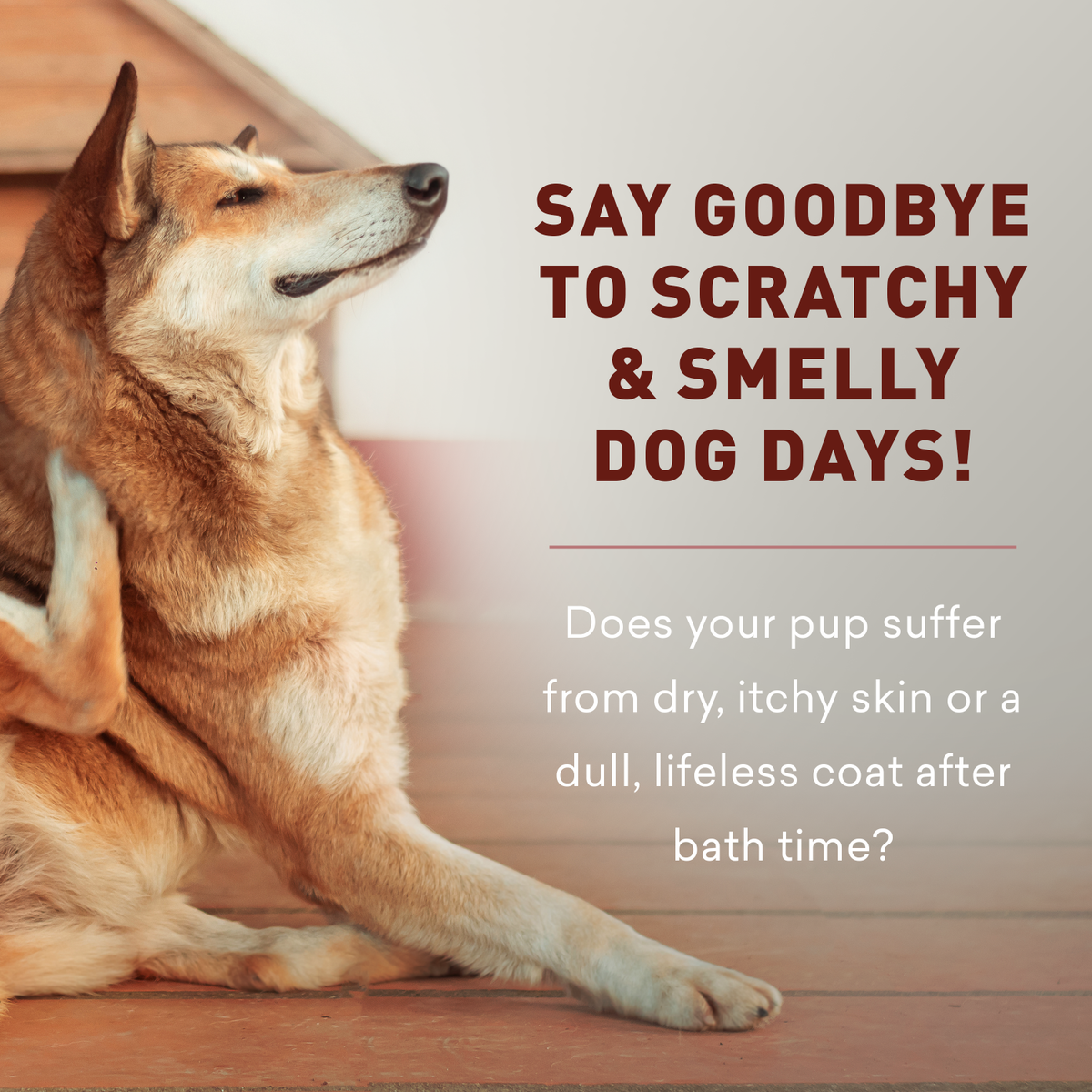 Dog sitting on a wooden floor with text about dry, itchy skin and smelly dog days.
