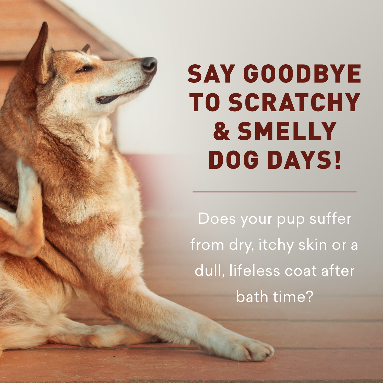 Dog sitting on a wooden floor with text about dry, itchy skin and smelly dog days.