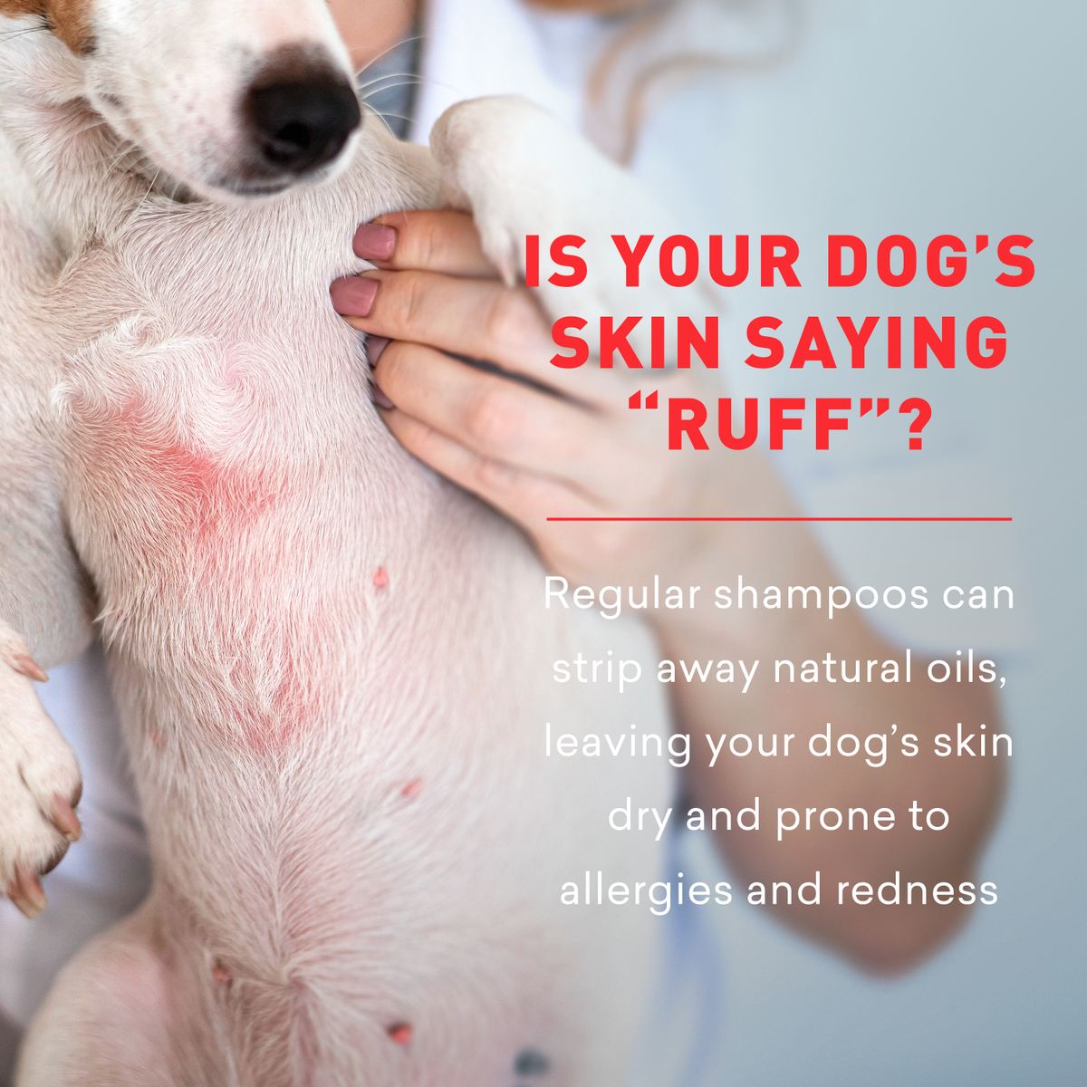 Dog with redness on skin, text about dog shampoo and skin health