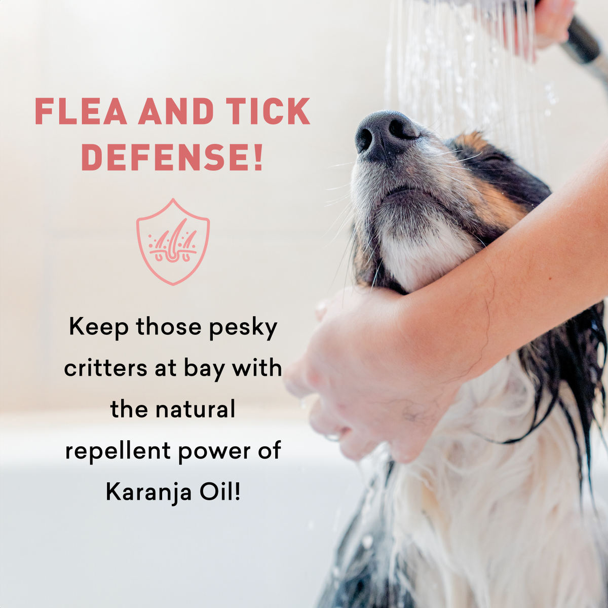 Dog being bathed with text about flea and tick defense using Karanja Oil