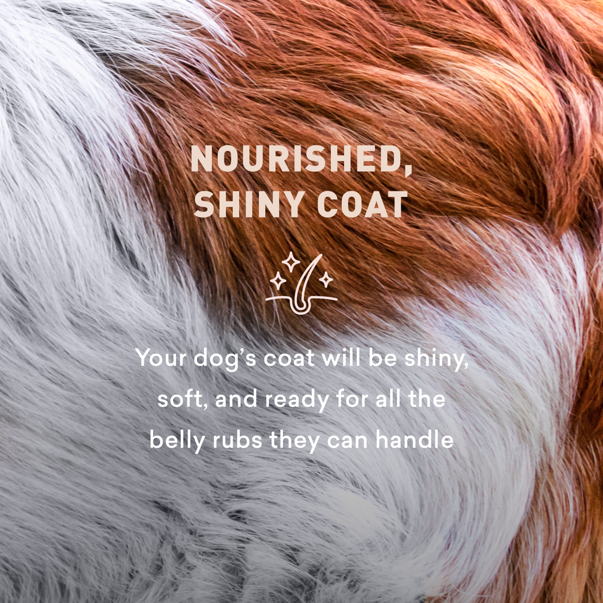 Close-up of a dog's fur with text about a nourished and shiny coat.