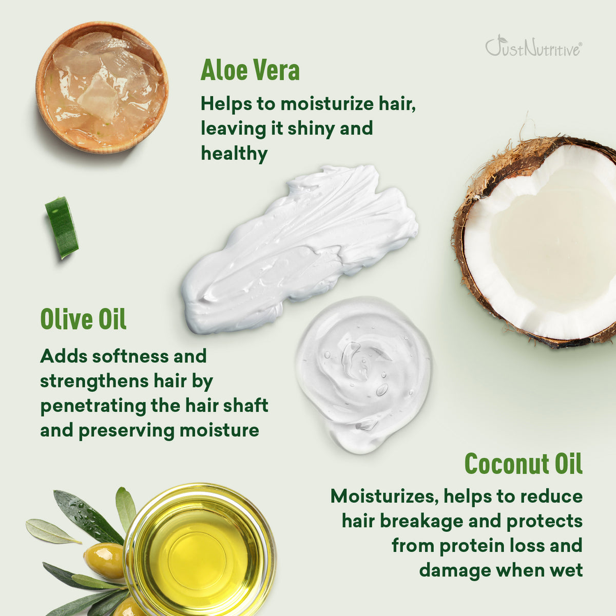 Illustration of aloe vera, olive oil, and coconut oil with text on their benefits for hair care.