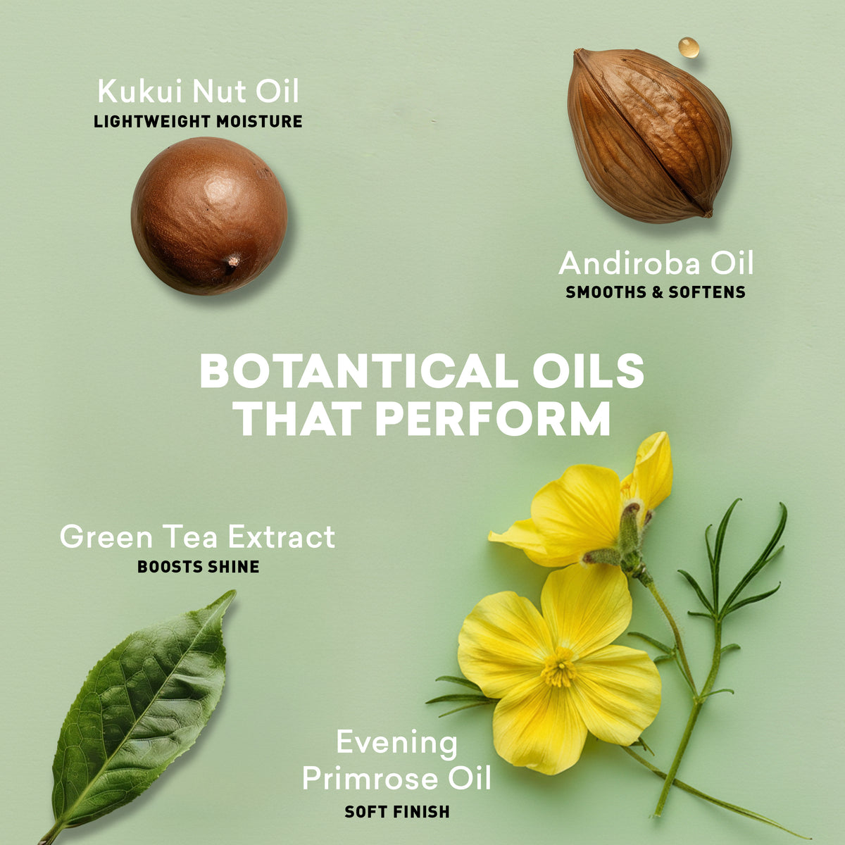 Promotional graphic of botanical oils with Kukui Nut Oil, Andiroba Oil, Green Tea Extract, and Evening Primrose Oil on a light green background.