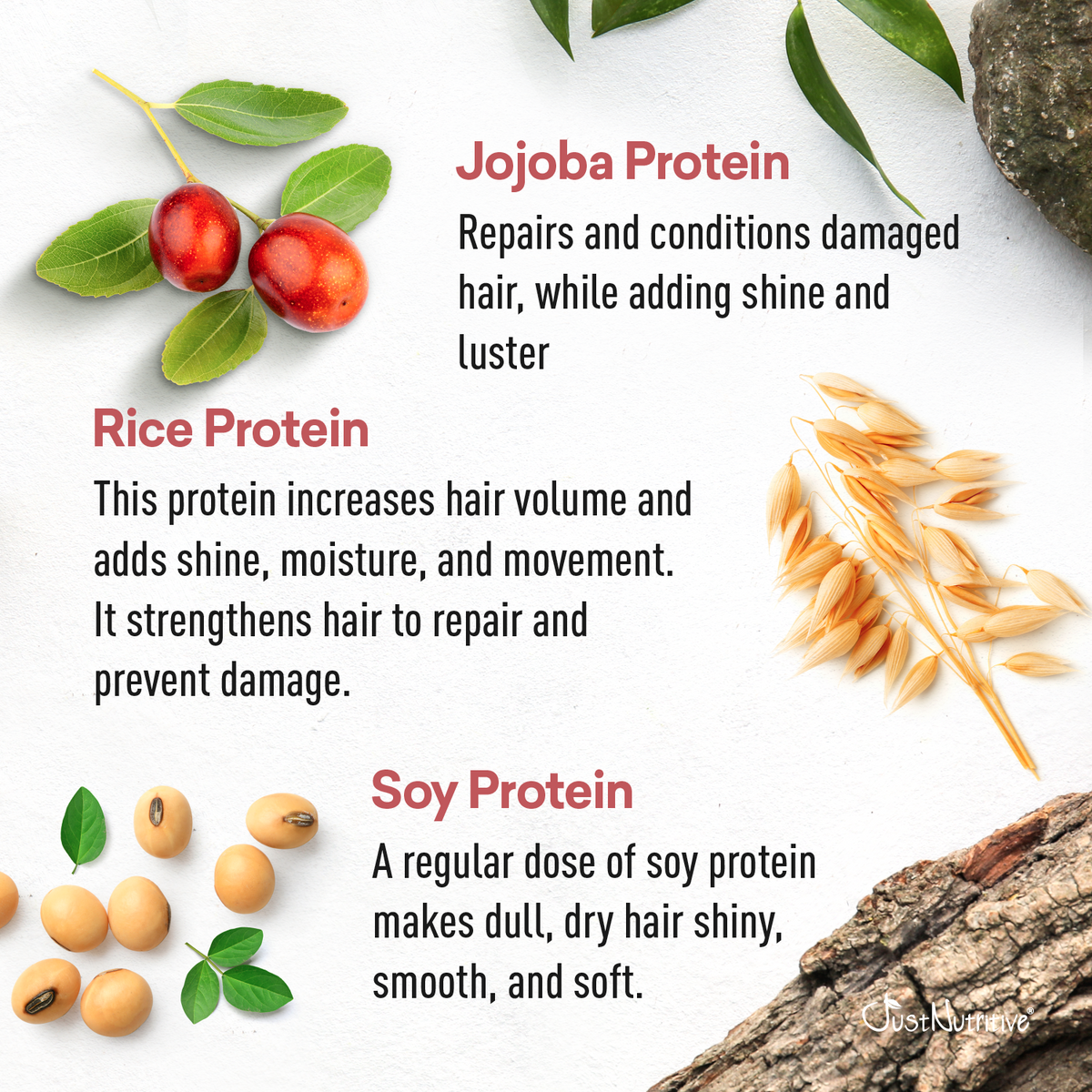 Illustration of Jojoba, Rice, and Soy proteins with text describing their benefits on a white background.